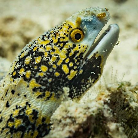 Forra Dive Resort Pattaya Beach Koh Lipe Exterior foto